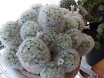 Mammillaria plumosa