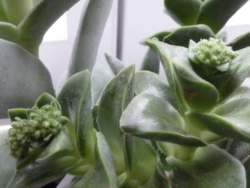 Crassula bride's bouquet