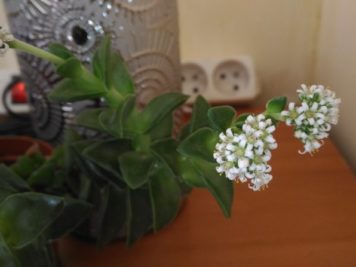 Crassula bride's bouquet