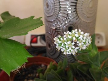 Crassula bride's bouquet