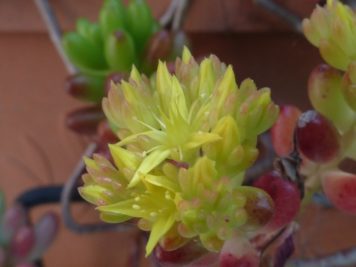 sedum rubrotinctum