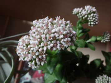 Crassula Bride's Bouquet