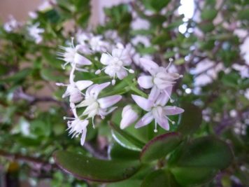 Crassula ovata