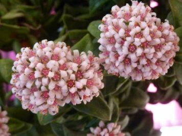 2023-12-27 crassula bride's bouquet .