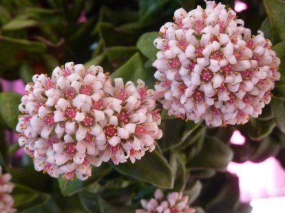 2023-12-27 crassula bride's bouquet .