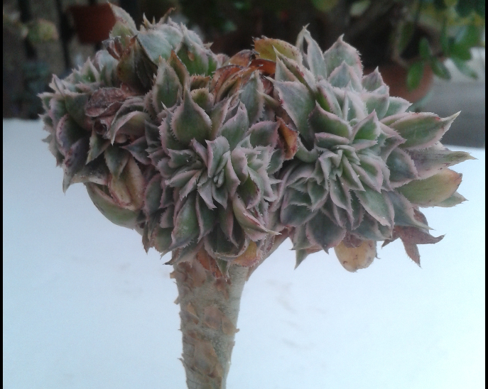 Aeonium cv. Sunburst cristatum