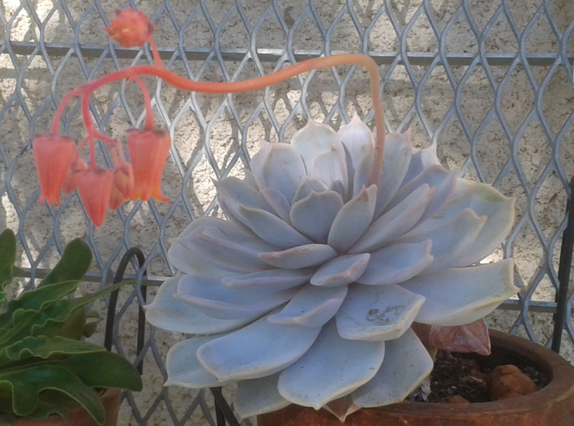 Echeveria Lilacena