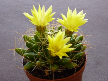 Mammillaria longimamma