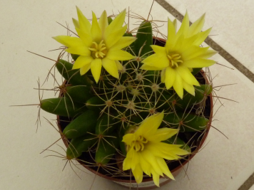 Mammillaria longimamma