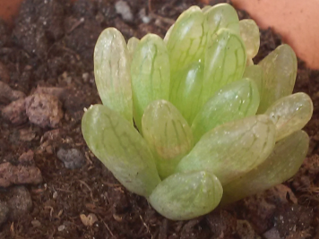 Haworthia sp