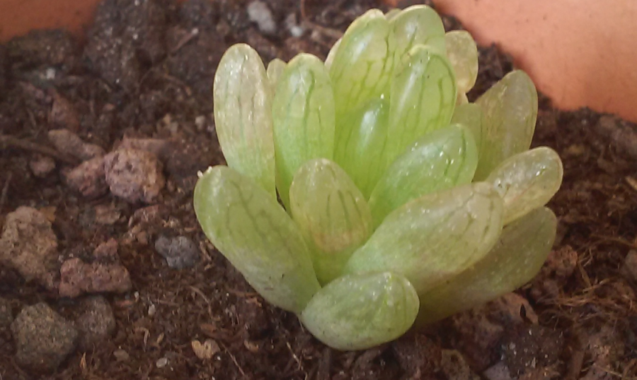 Haworthia sp