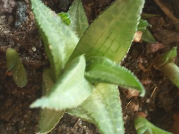 Haworthia tessellata