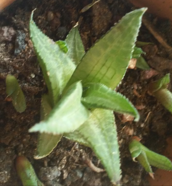 Haworthia tessellata