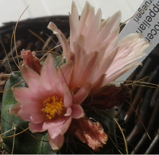 Echinocereus knippelianus v kruegeri