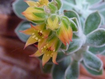 Echeveria pulvinata frosty