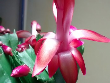 Schlumbergera