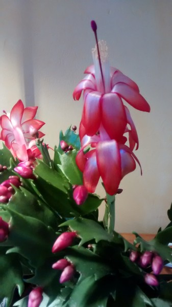 Schlumbergera