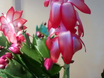 Schlumbergera