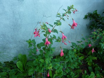 Fuchsias rustiques