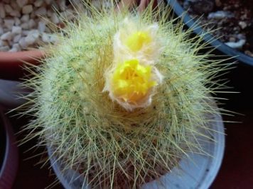 Parodia chrysacanthion