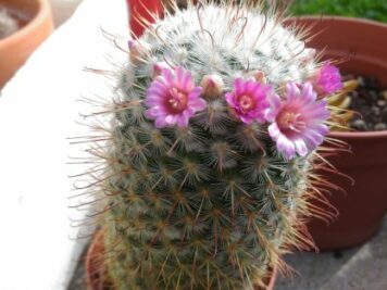 Mammillaria bombycina