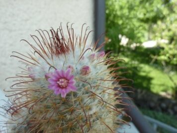 Mammillaria bombycina