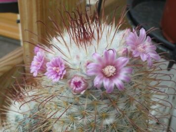 Mammillaria bombycina