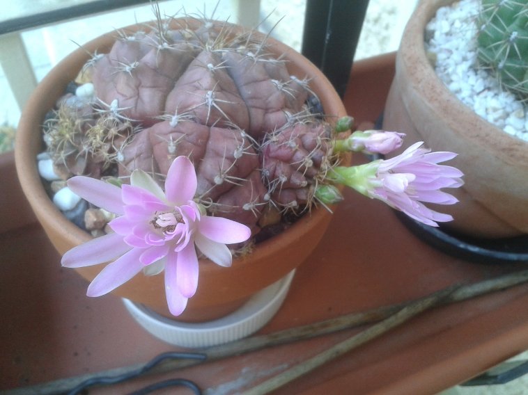 Gymnocalycium sp