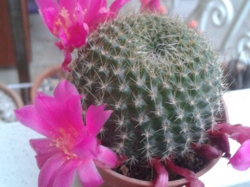 Rebutia sp1