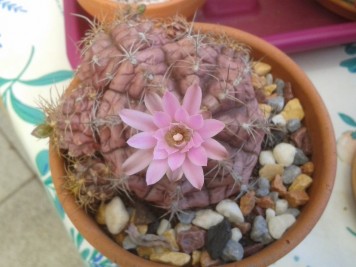 Gymnocalycium sp