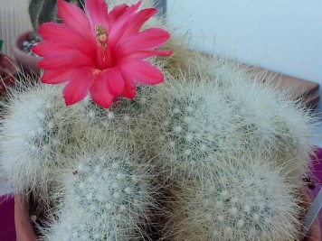 mammillaria senilis