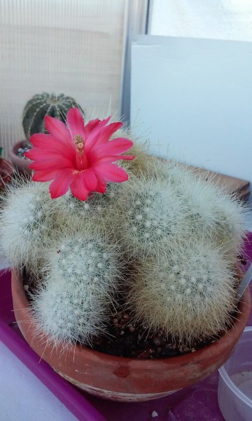 mammillaria senilis