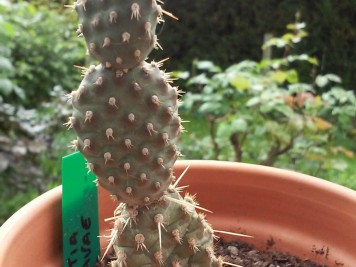 Opuntia pinkavae