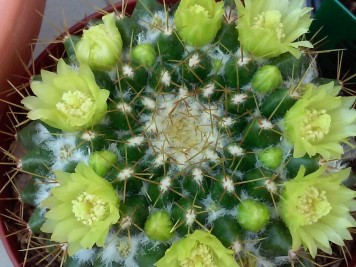 Mammillaria marksiana