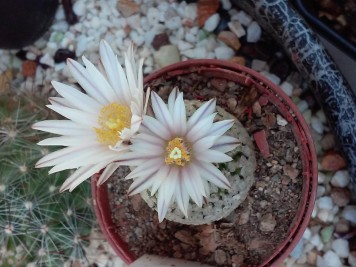 Turbinicarpus valdezianus