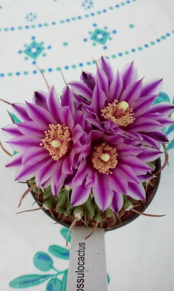 Echinofossulocactus sp lau 1534