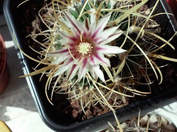 Echinofossulocactus sp1