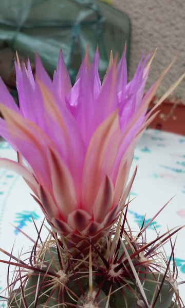 Thélocactus bicolor