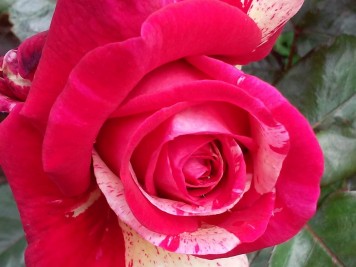 rosier broceliande