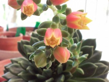 Echeveria Ron Evans