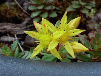 sedum Phedimus kamtschaticus