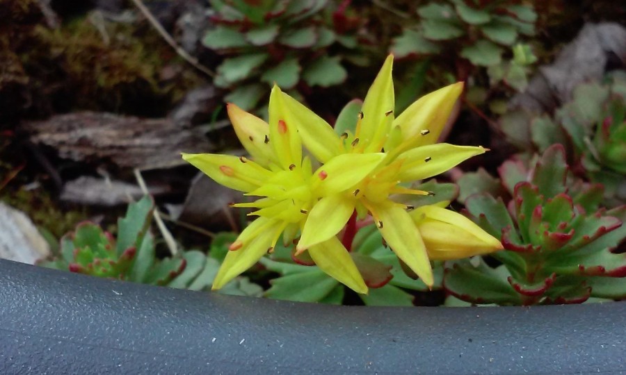 sedum Phedimus kamtschaticus