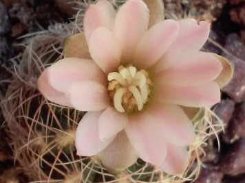 Gymnocalycium bruchii sp 1