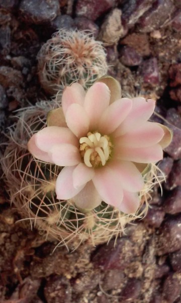 Gymnocalycium bruchii sp 1