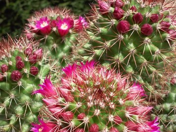 Mammillaria backebergiana ssp ernestii