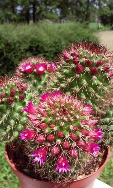 Mammillaria backebergiana ssp ernestii