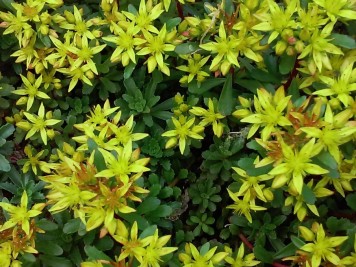 sedum Phedimus kamtschaticus