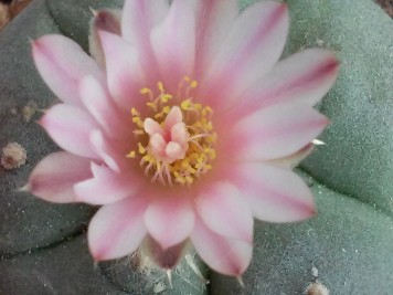 Lophophora williamsii