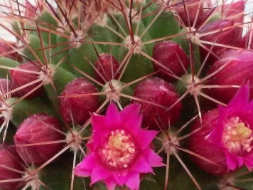 Mammillaria backebergiana ssp ernestii