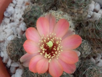 rebutia pygmaea